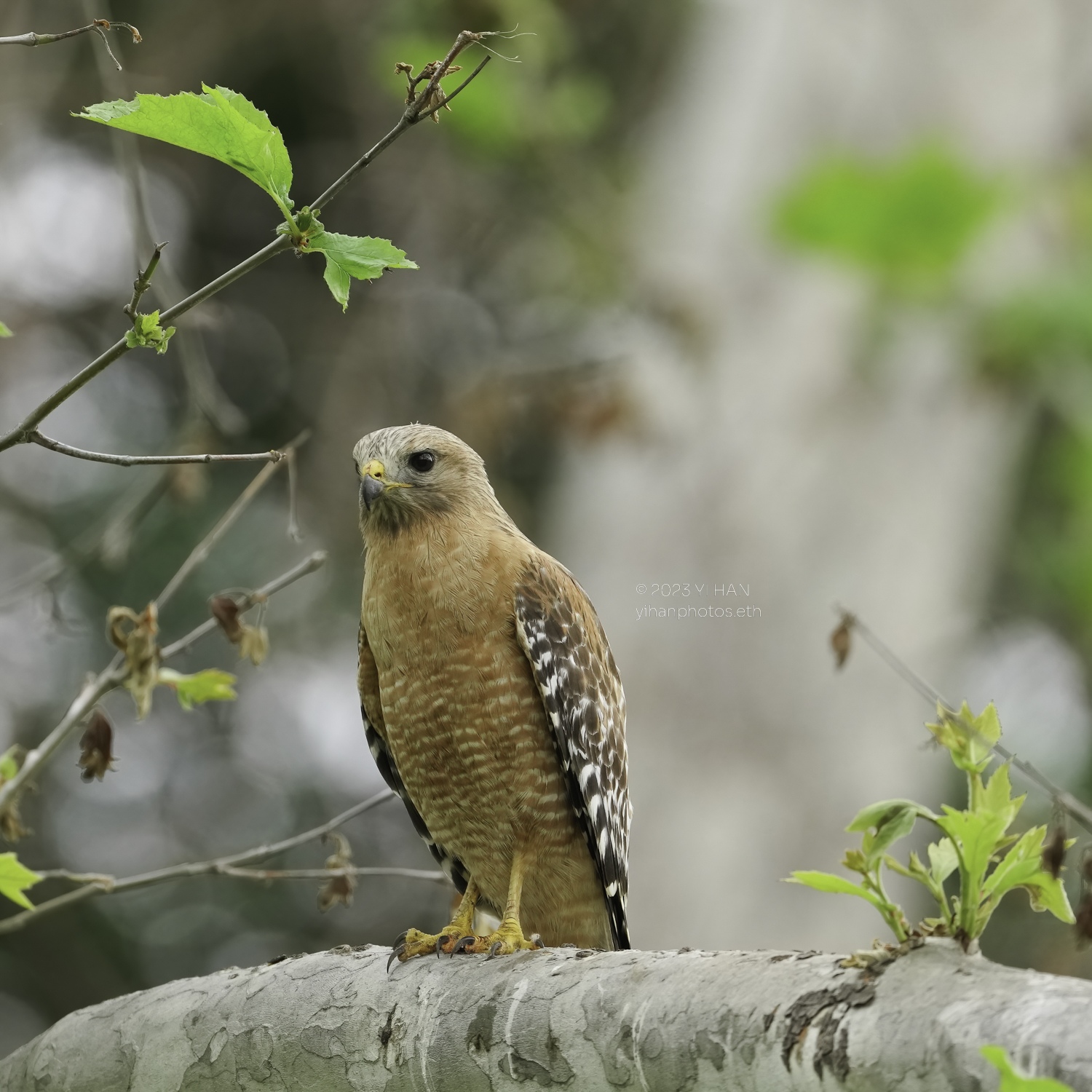 red_shouldered_ hawk_3